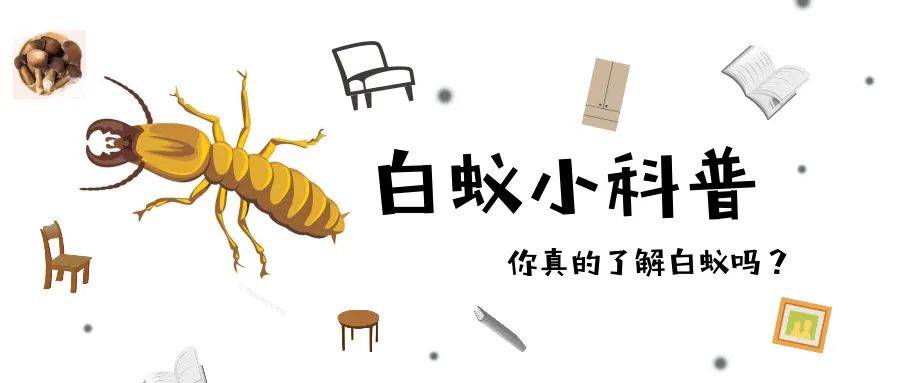 2024年澳门原料大全